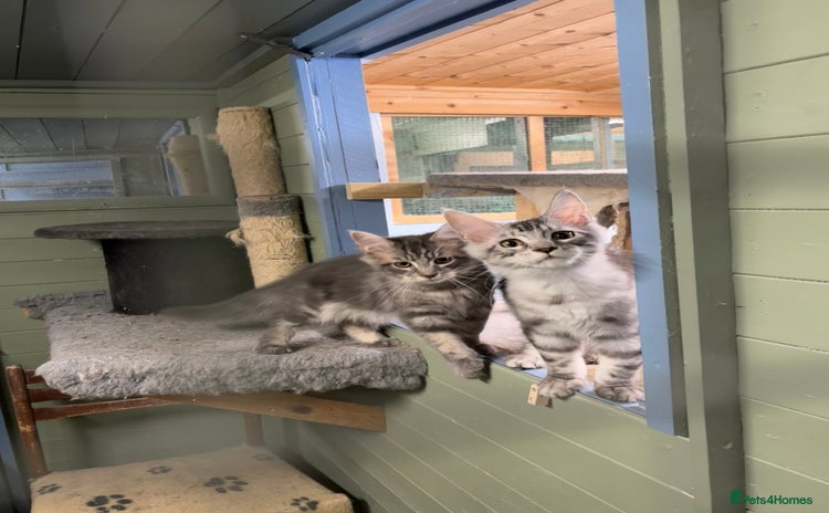 Maine Coon cats - Advert 5