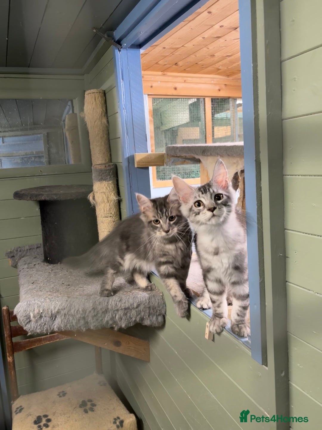 Maine Coon cats for sale: 2 Maine Coon Boys Ready To Go! - Image 9