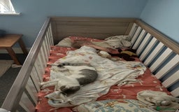 British Shorthair cats for sale: Two beautiful girls waiting for forever home  - Image 9