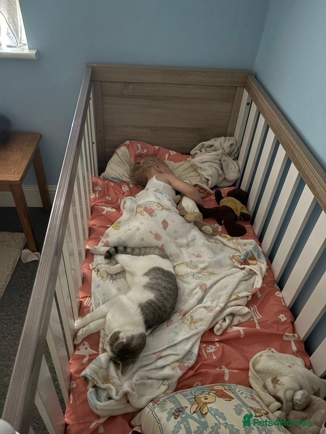 British Shorthair cats for sale: Two beautiful girls waiting for forever home  - Image 9