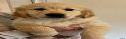 Golden Retriever dogs for sale: READY TO GO - Golden retriever puppies  in Stoke-on-Trent - Advert 5