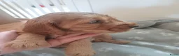 Cocker Spaniel dogs for sale: Show type cocker spaniel puppies  - Advert 3