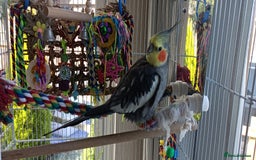 Cockatiels birds for sale: 1 year old Male Cockatiel  - Image 3
