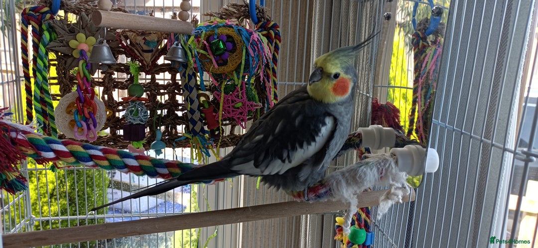 Cockatiels birds for sale: 1 year old Male Cockatiel  - Image 3