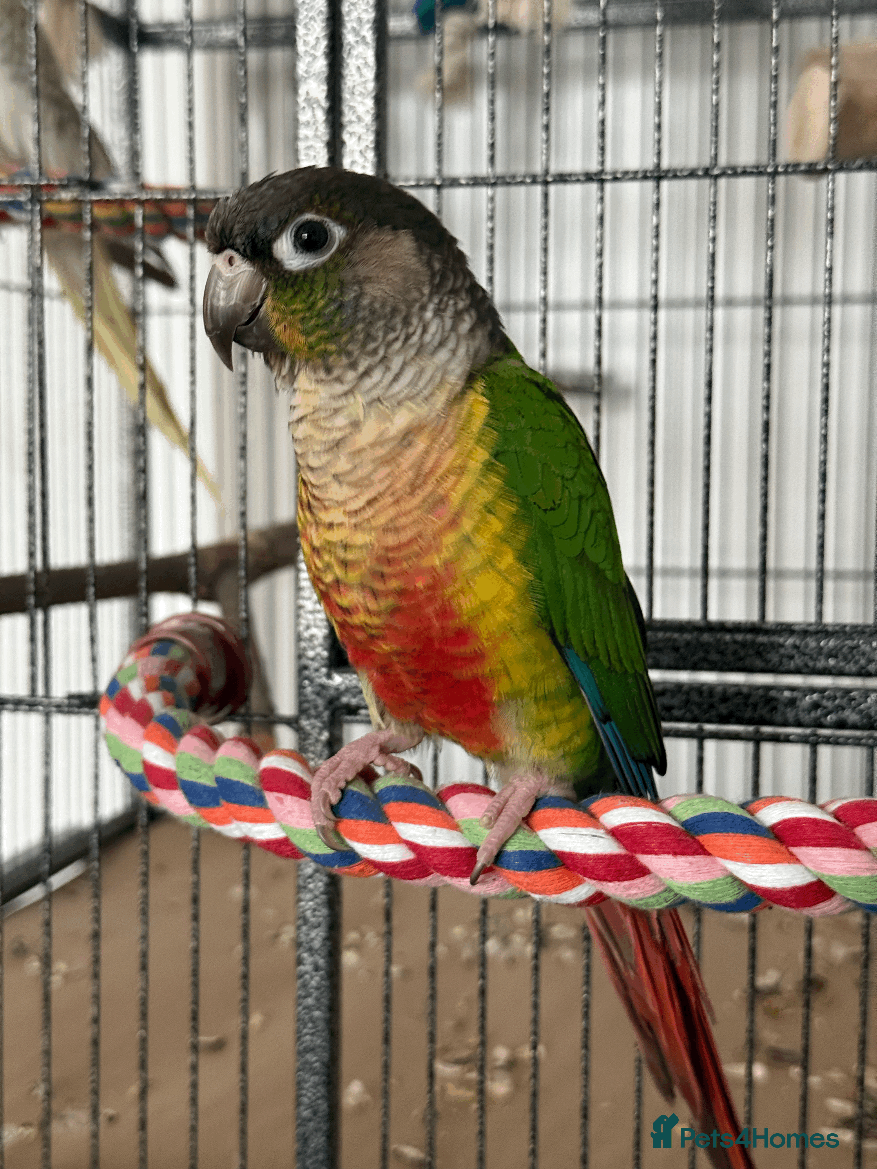 Conures birds Green Cheek Conure - Advert 1