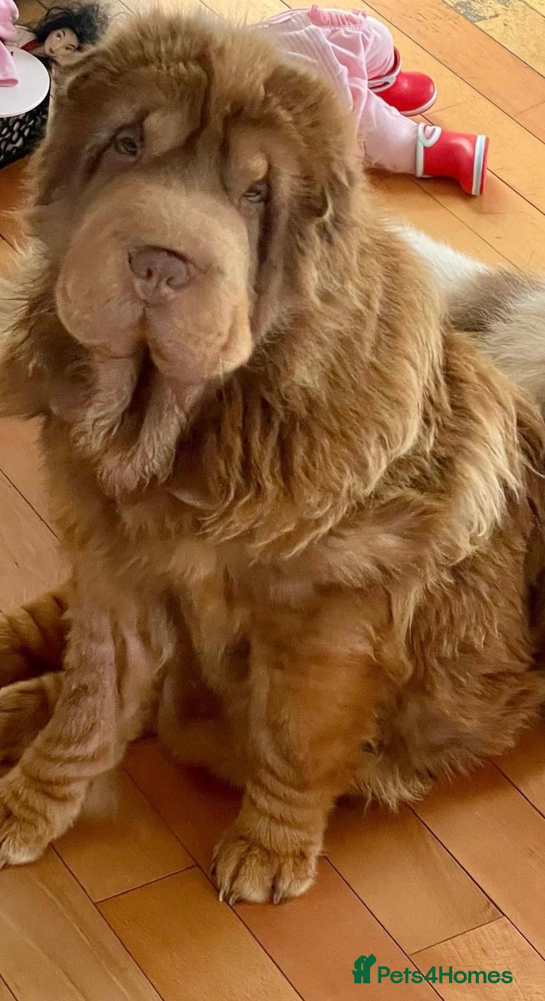 Shar Pei dogs for sale: ONLY 3 LEFT. OUTSTANDING KC BEAR & BRUSH PUPS - Advert 7