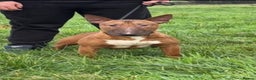 English Bull Terrier dogs for sale: Red kc male English bull terrier for sale  - Advert 4