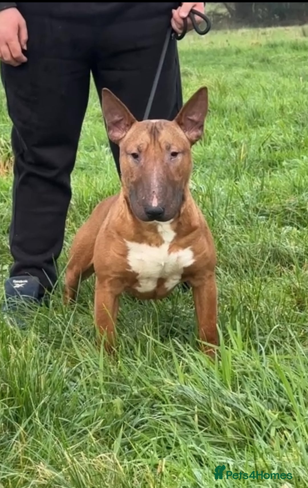 English Bull Terrier dogs for sale: Red kc male English bull terrier for sale  - Advert 4