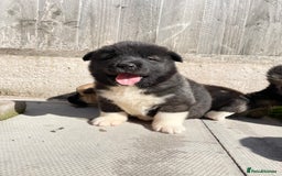 Akita dogs for sale: American Akita Puppys for sale  - Image 23