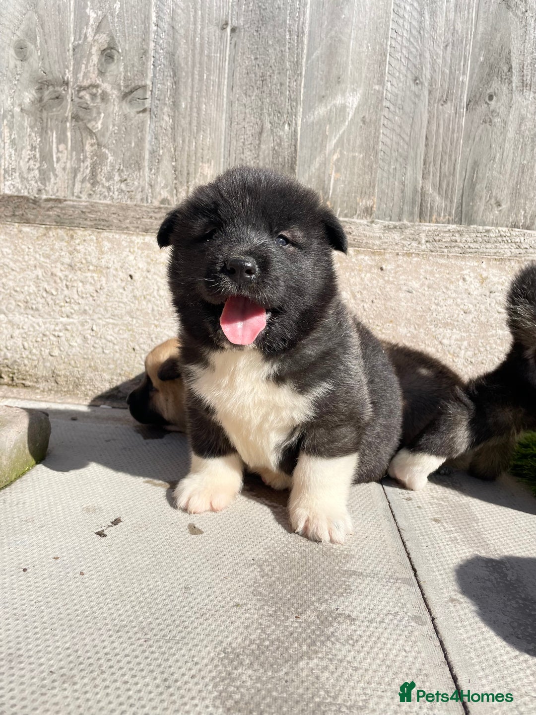 Akita dogs for sale: American Akita Puppys for sale  - Image 23