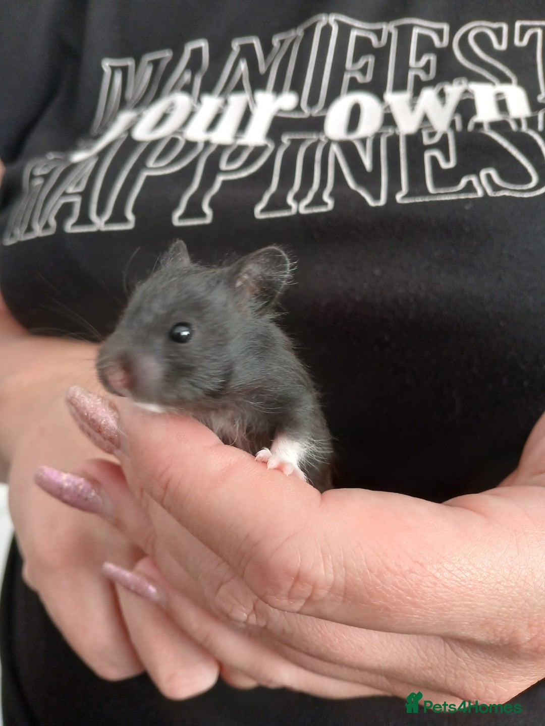 Hamster rodents for sale: Long haired syrian hamsters - Image 3