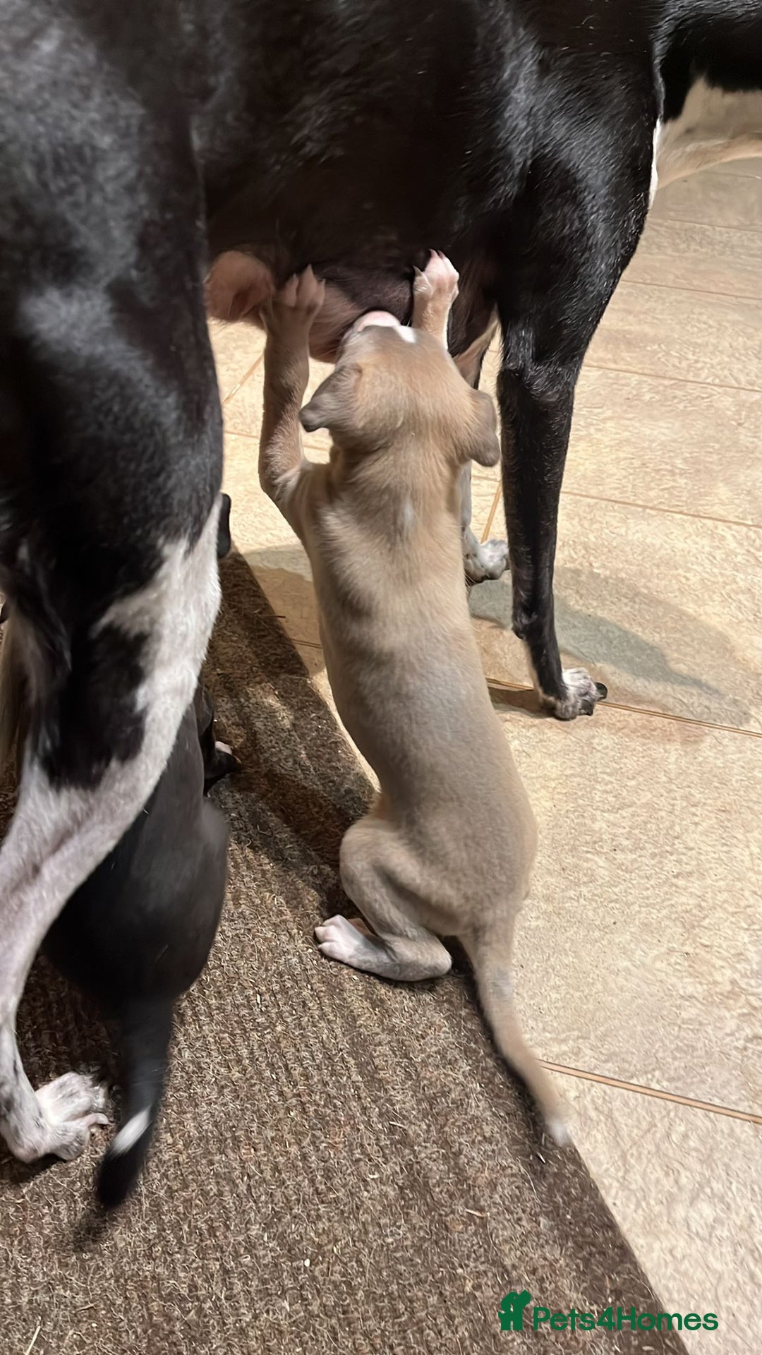 Whippet dogs for sale: Gorgeous whippet puppies  - Advert 4