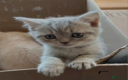 British Shorthair cats for sale: Beautiful pedigree british shorthair kittens - Image 1