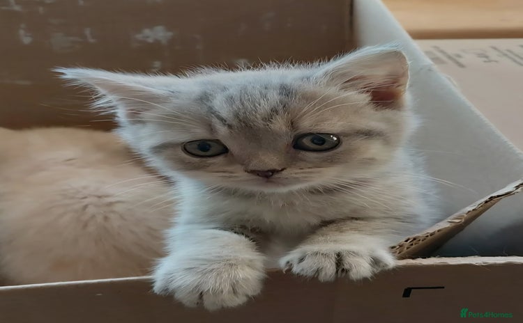 British Shorthair cats - Advert 7