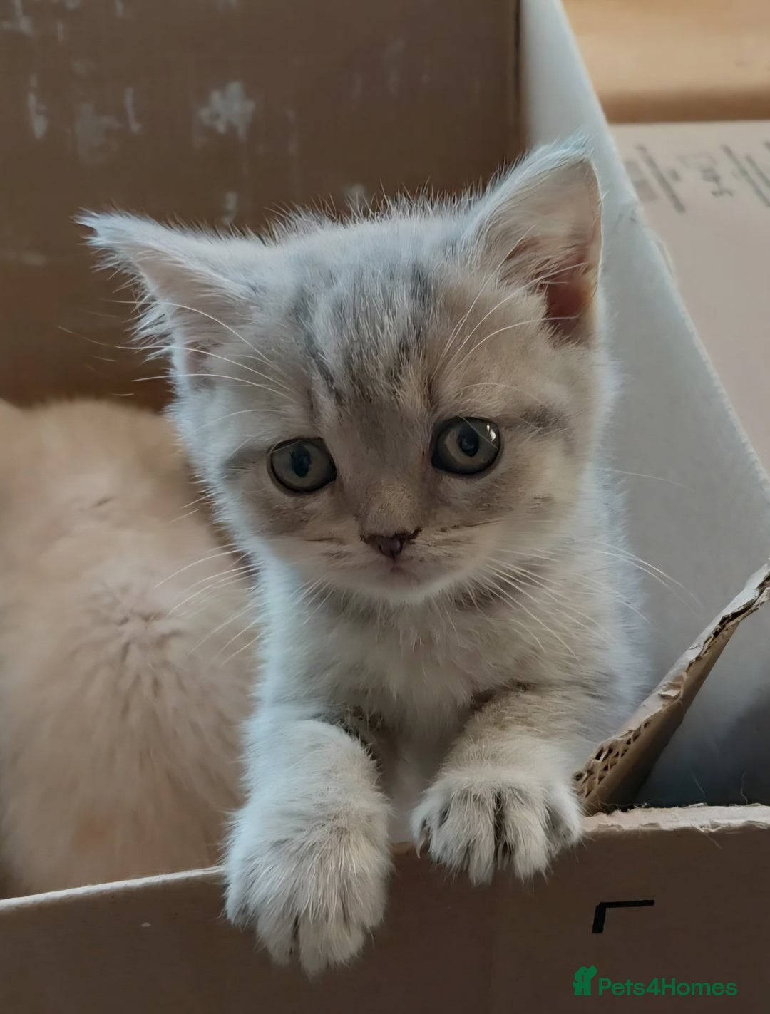 British Shorthair cats for sale: Beautiful pedigree british shorthair kittens - Image 1