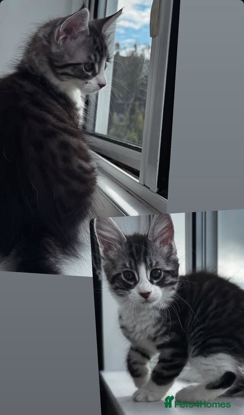 Maine Coon cats Maine coon mix male kitten  - Advert 1