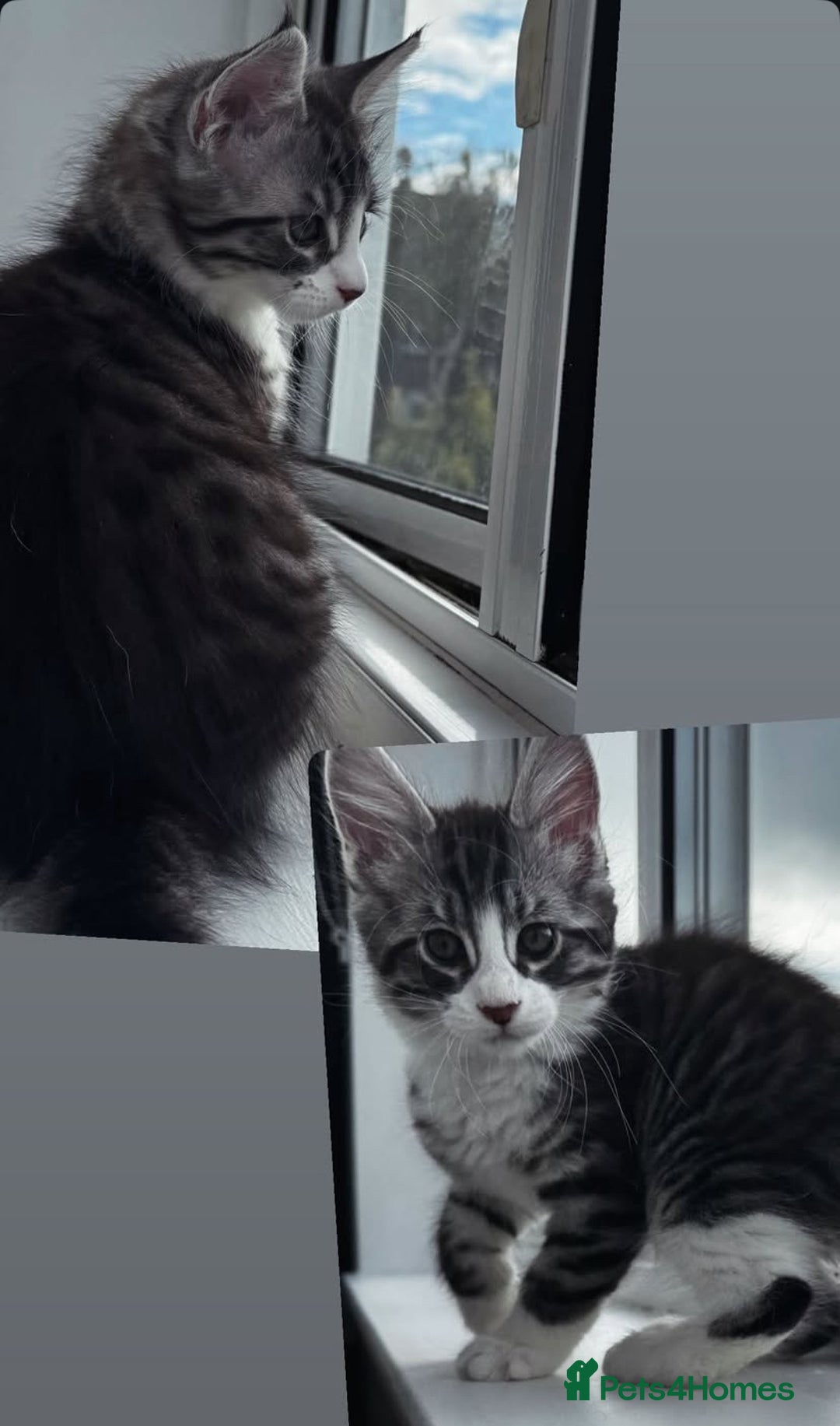 Maine Coon cats for sale: Maine coon mix male kitten  - Advert 1