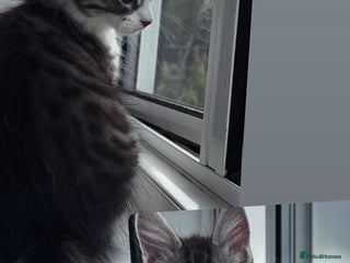 Maine Coon cats Maine coon mix male kitten - Advert 1