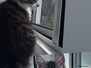 Maine Coon cats Maine coon mix male kitten - Advert 1