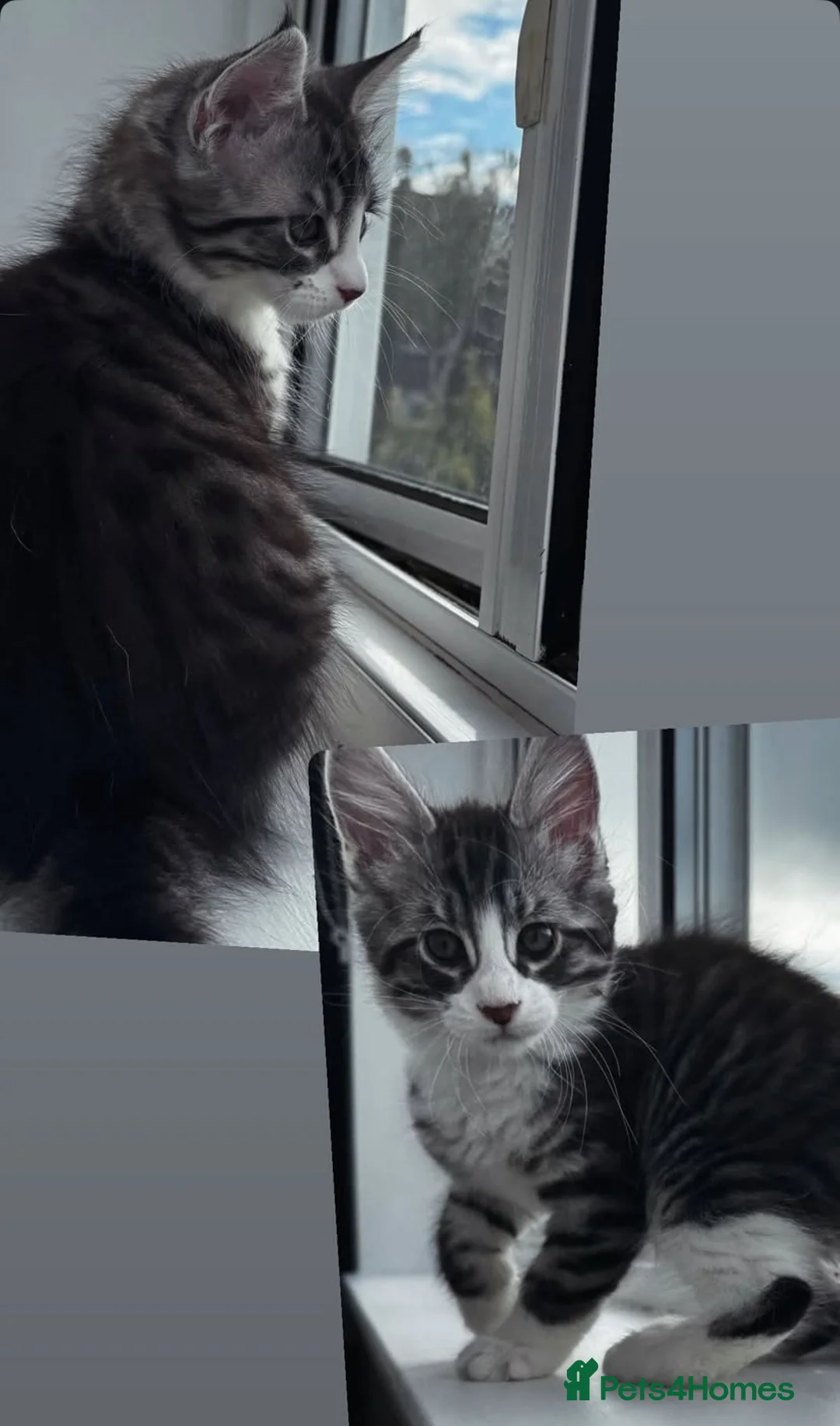 Maine Coon cats for sale: Maine coon mix male kitten  - Advert 1