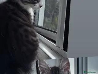 Maine Coon cats Maine coon mix male kitten - Advert 2