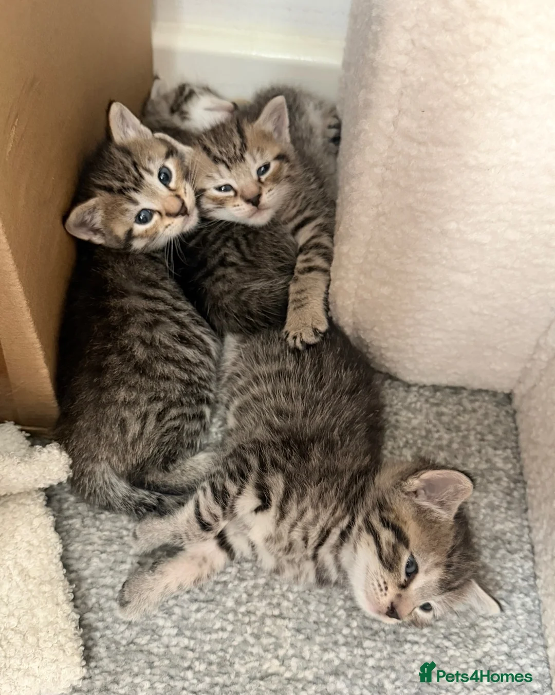 Mixed Breed cats for sale: Mixed breed tabby X ragdoll kittens - Advert 2