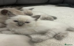 Ragdoll cats for sale: *LAST* Female bluepoint ragdoll kitten Ready NOW! - Image 4
