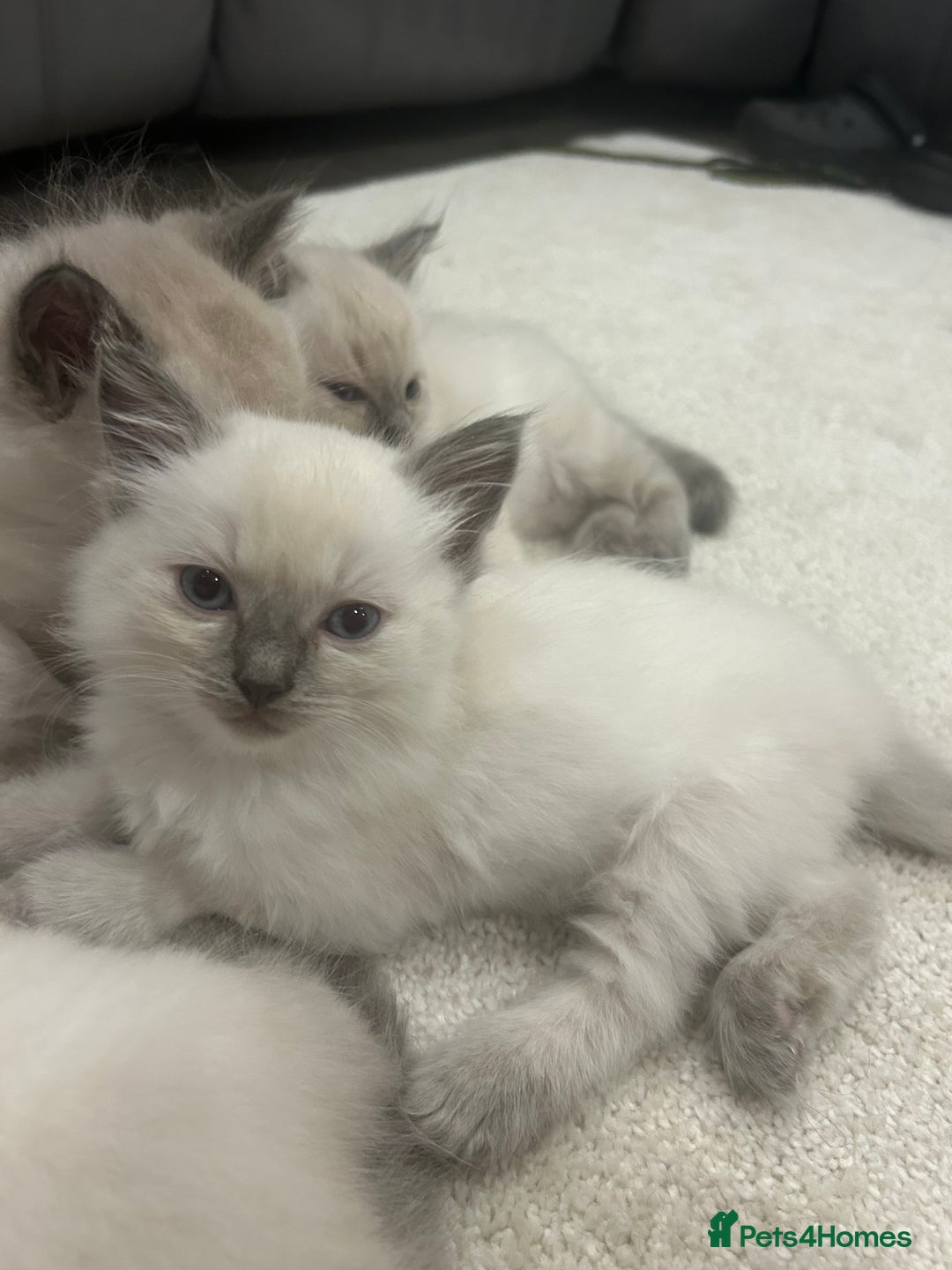 Ragdoll cats for sale: *LAST* Female bluepoint ragdoll kitten Ready NOW! - Image 4