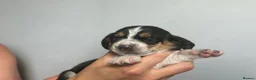 Basset Hound dogs for sale: Stunning KC Basset Hound Pups - Advert 23
