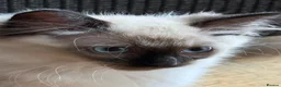 Ragdoll cats for sale: Loving playful ragdolls - Advert 3
