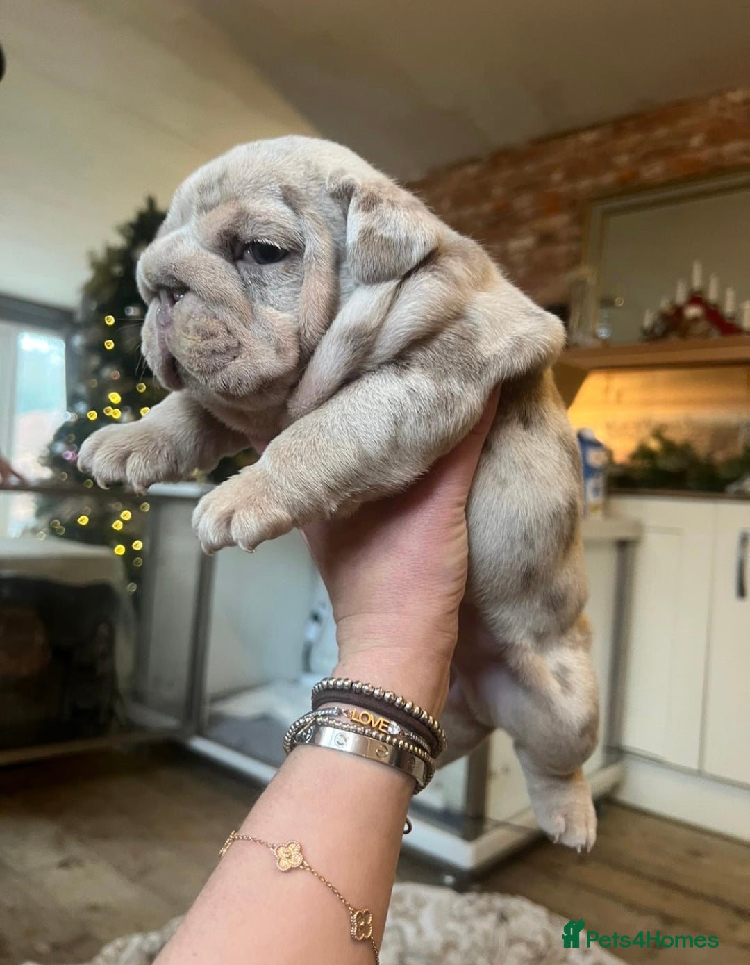 English Bulldog dogs for sale: STUNNING LITTER - Advert 7