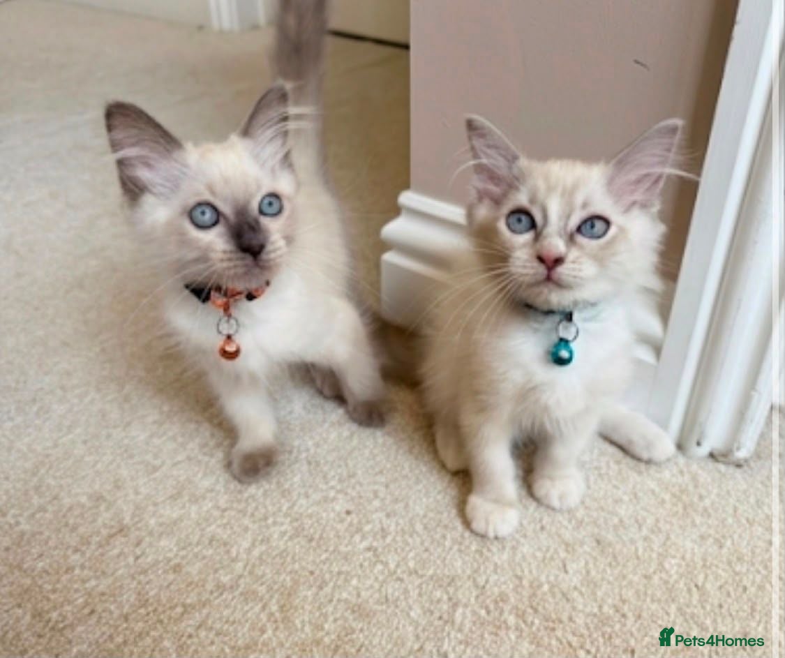 Ragdoll cats The last TWO Blue-Eyed Pure Ragdoll Kittens - Advert 2