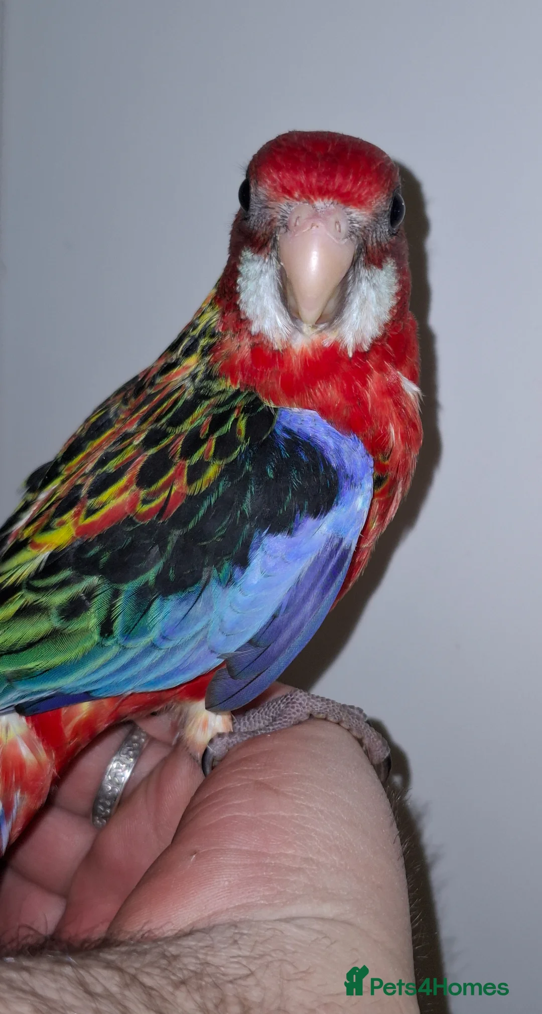 Parakeets birds for sale: Hand Reared Rosella - Advert 2