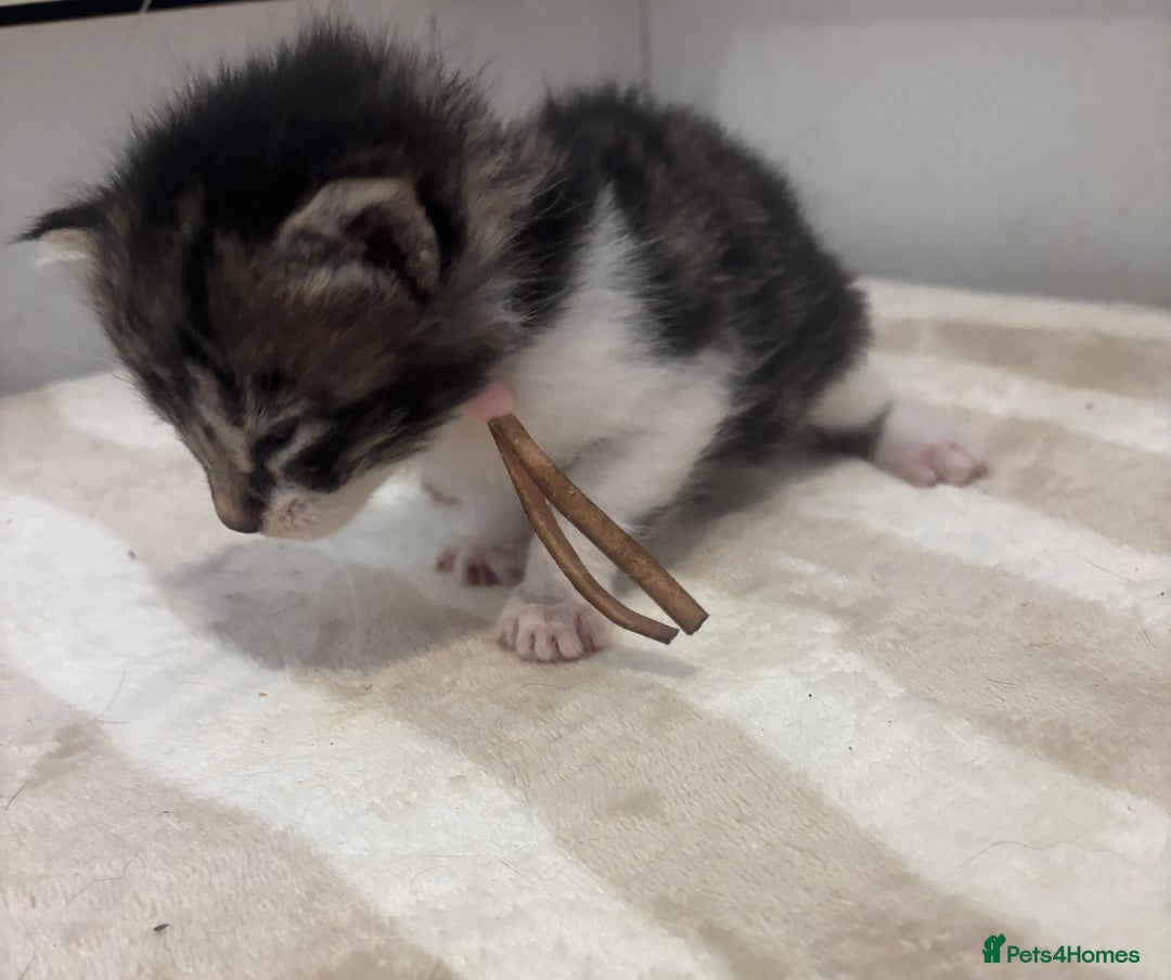 British Shorthair cats for sale: X2 female British shorthaired cross kittens - Image 3