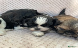 Mixed Breed dogs for sale: Lhasa apso cross shihtzu puppies. - Advert 25