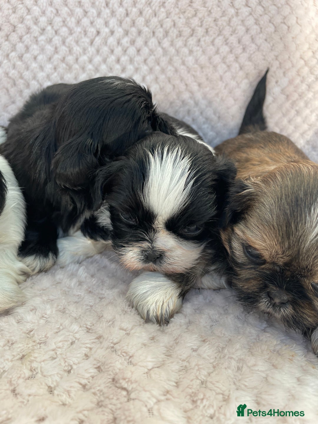 Mixed Breed dogs for sale: Lhasa apso cross shihtzu puppies. - Advert 25