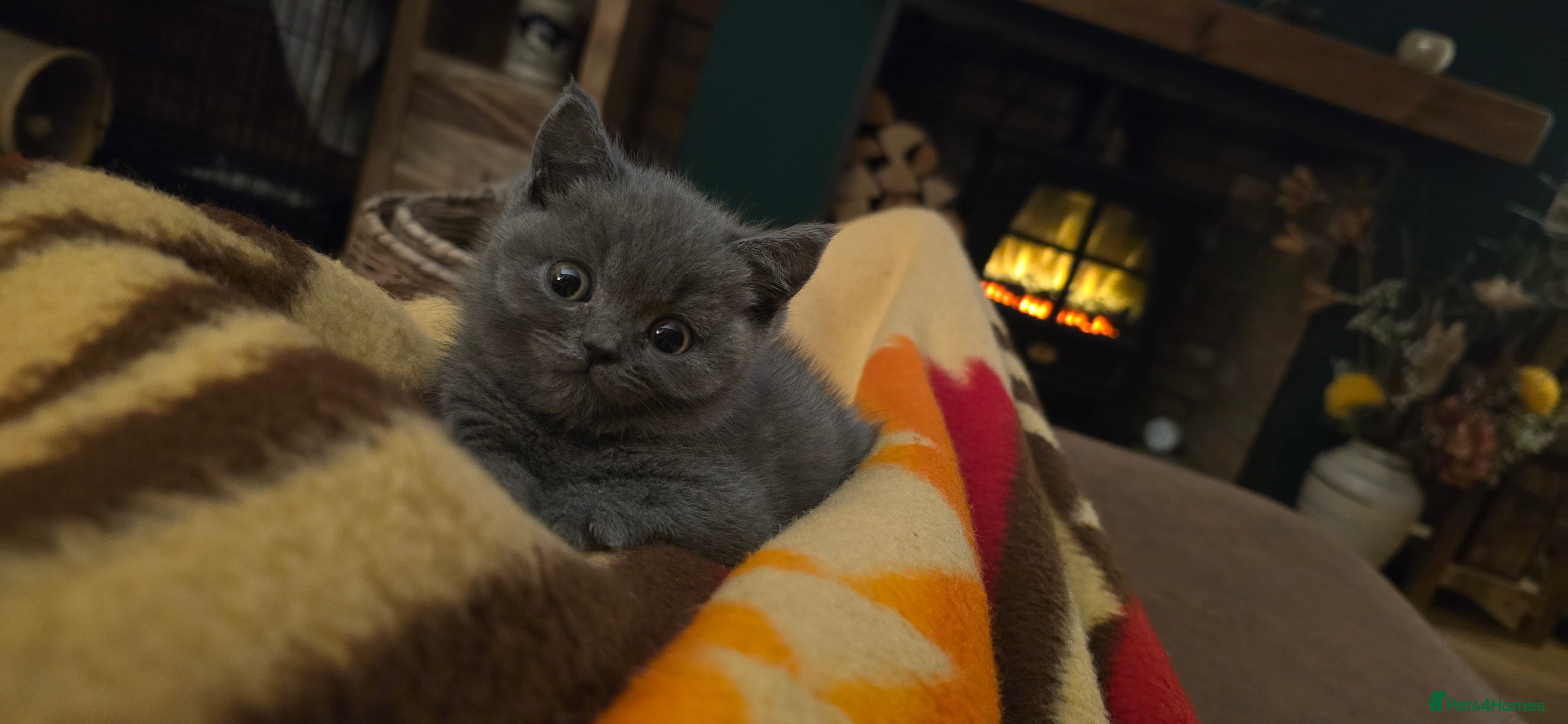 British Shorthair cats Adorable British Shorthairs. Ready 29/12. - Advert 3