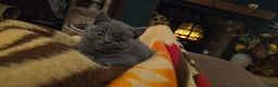 British Shorthair cats for sale: Adorable British Shorthairs. Ready 29/12. - Advert 1