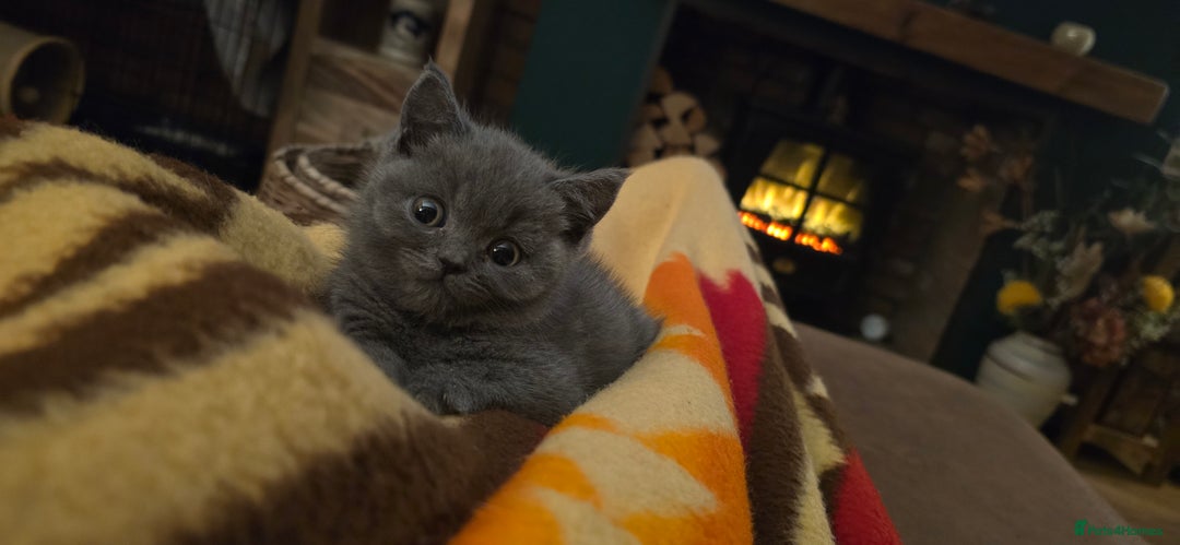 British Shorthair cats for sale: Adorable British Shorthairs. Ready 29/12. - Advert 1