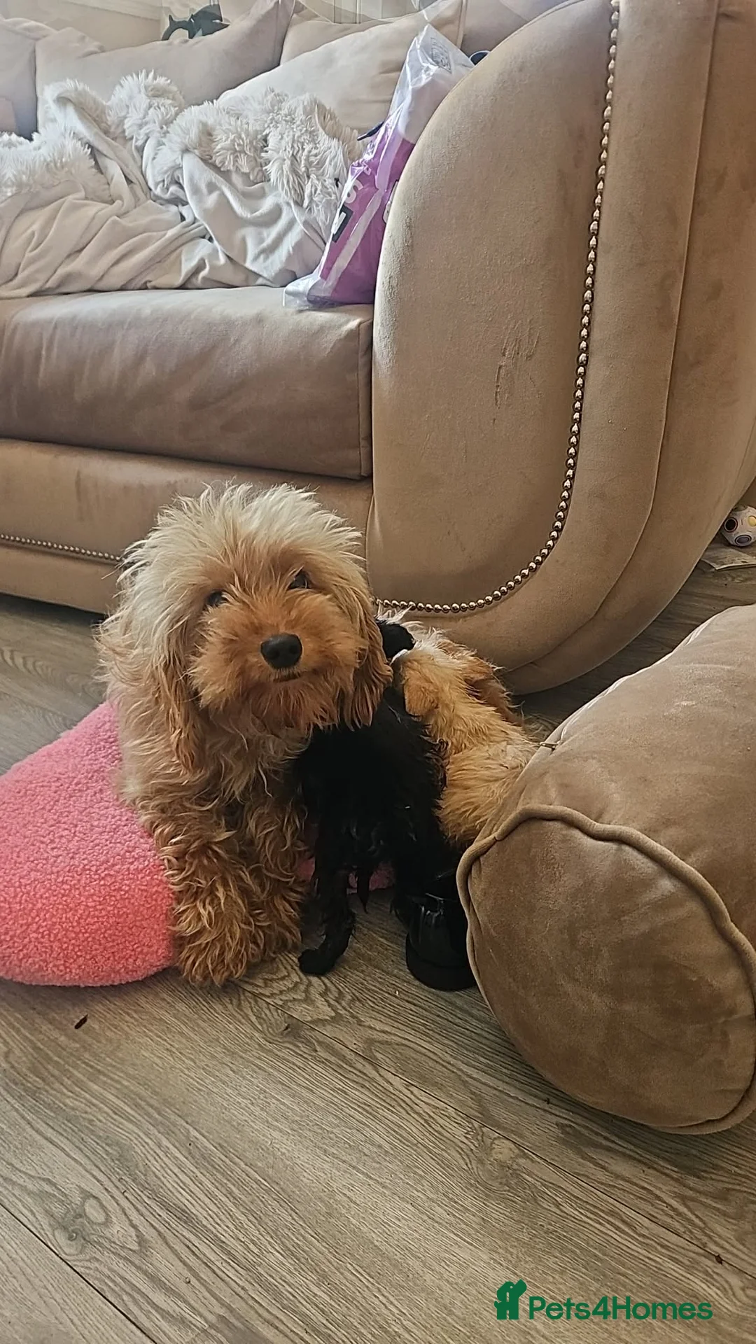 Cockapoo dogs for sale: 2 beautiful cockapoo’s in Willenhall - Advert 1