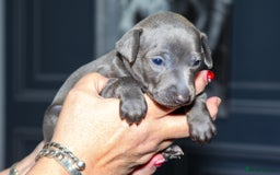 Italian Greyhound dogs for sale: 2 Stunning Italian Greyhound males left only £1800 in Norwich - Image 10