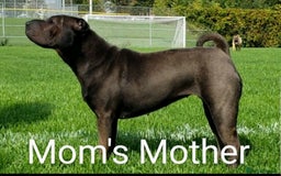 Shar Pei dogs for sale: ONLY 2 LEFT! Beautiful Champion Shar Pei Puppies!  - Image 11