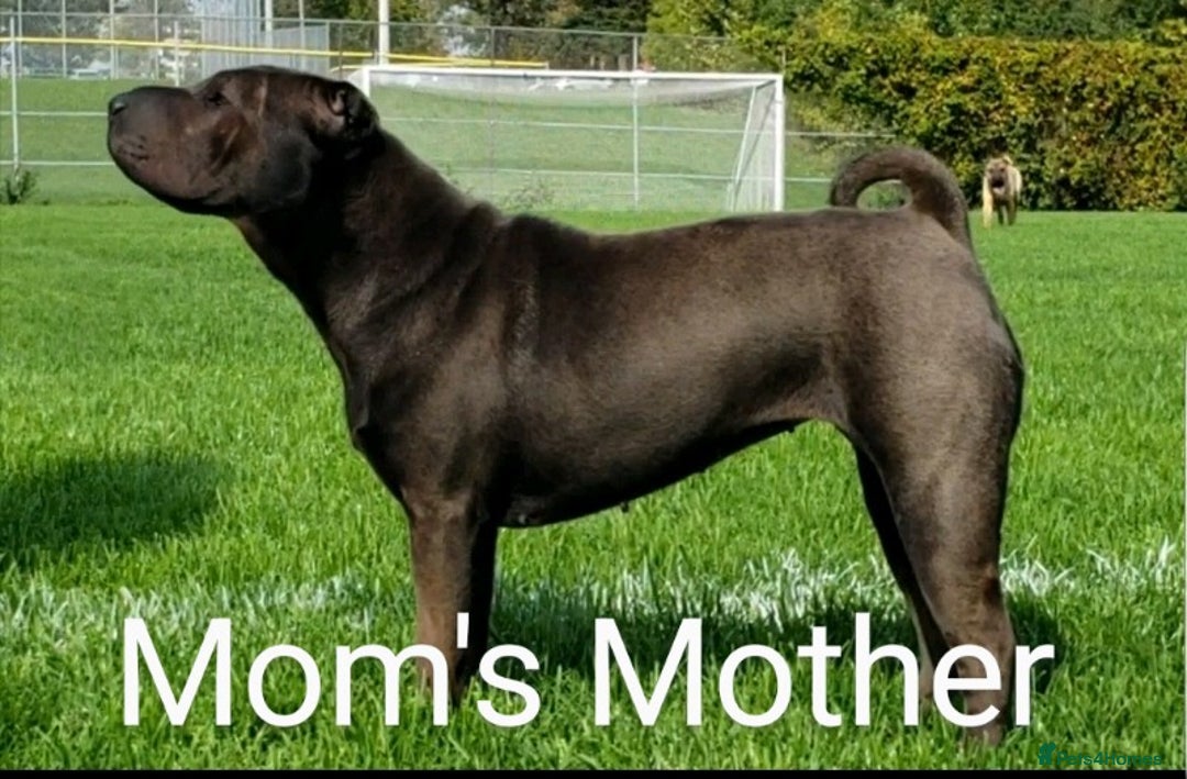 Shar Pei dogs for sale: ONLY 2 LEFT! Beautiful Champion Shar Pei Puppies!  - Image 11