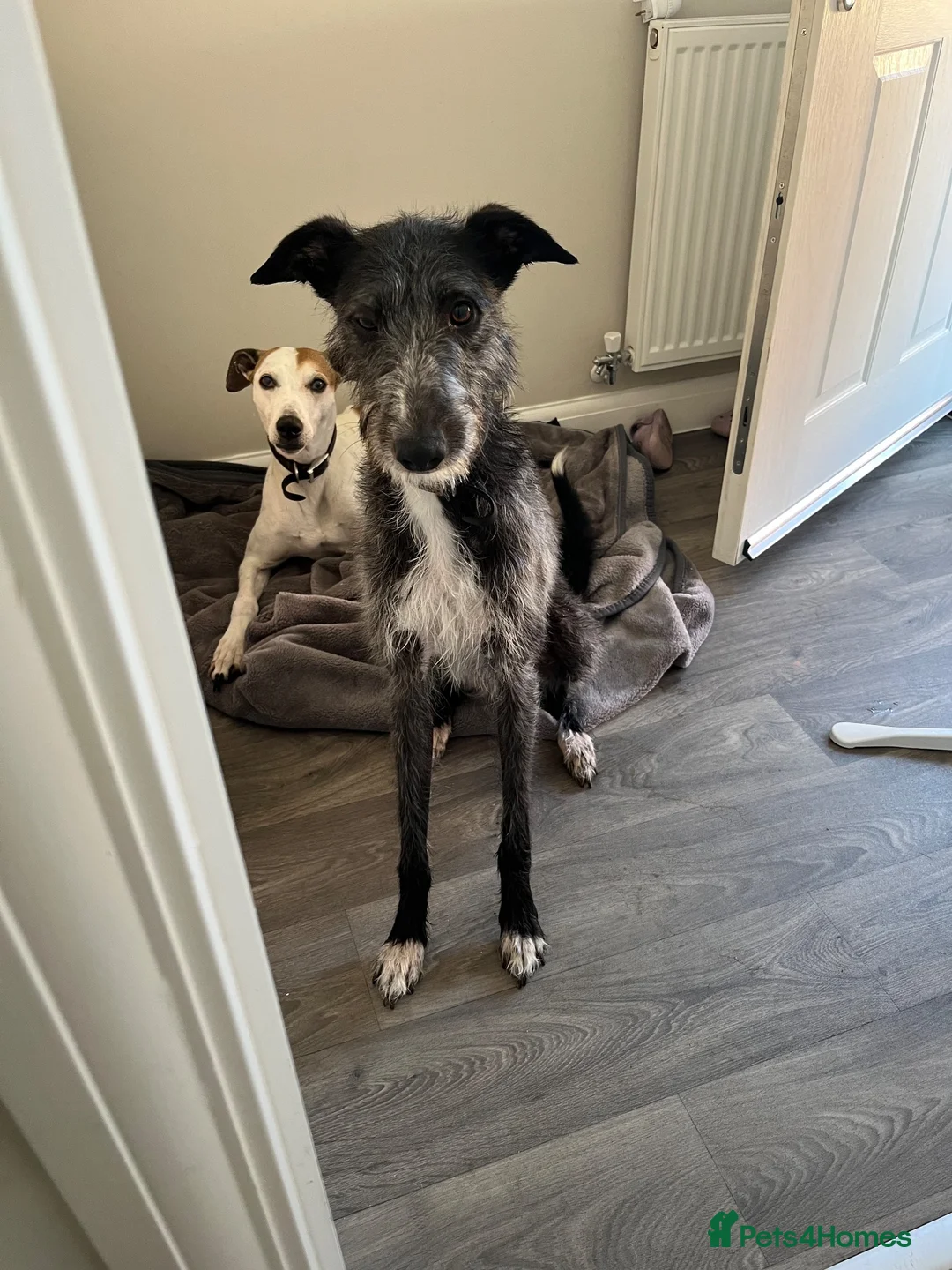 Lurcher dogs for sale: 6 year old Lola.🦮 in Shrewsbury - Advert 1