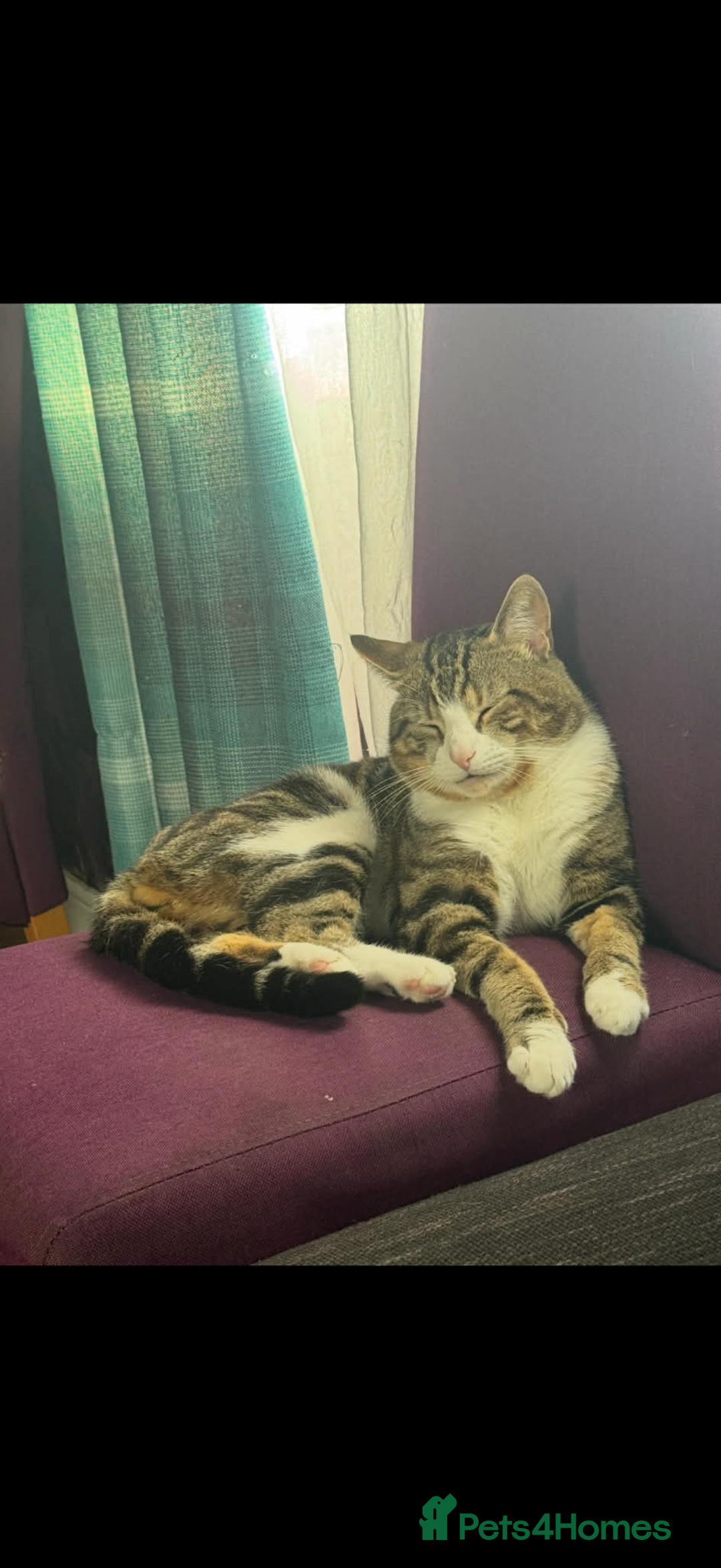 European cats for sale: 3 Gentle Kitten and 1 Old Cat Boy - Advert 7