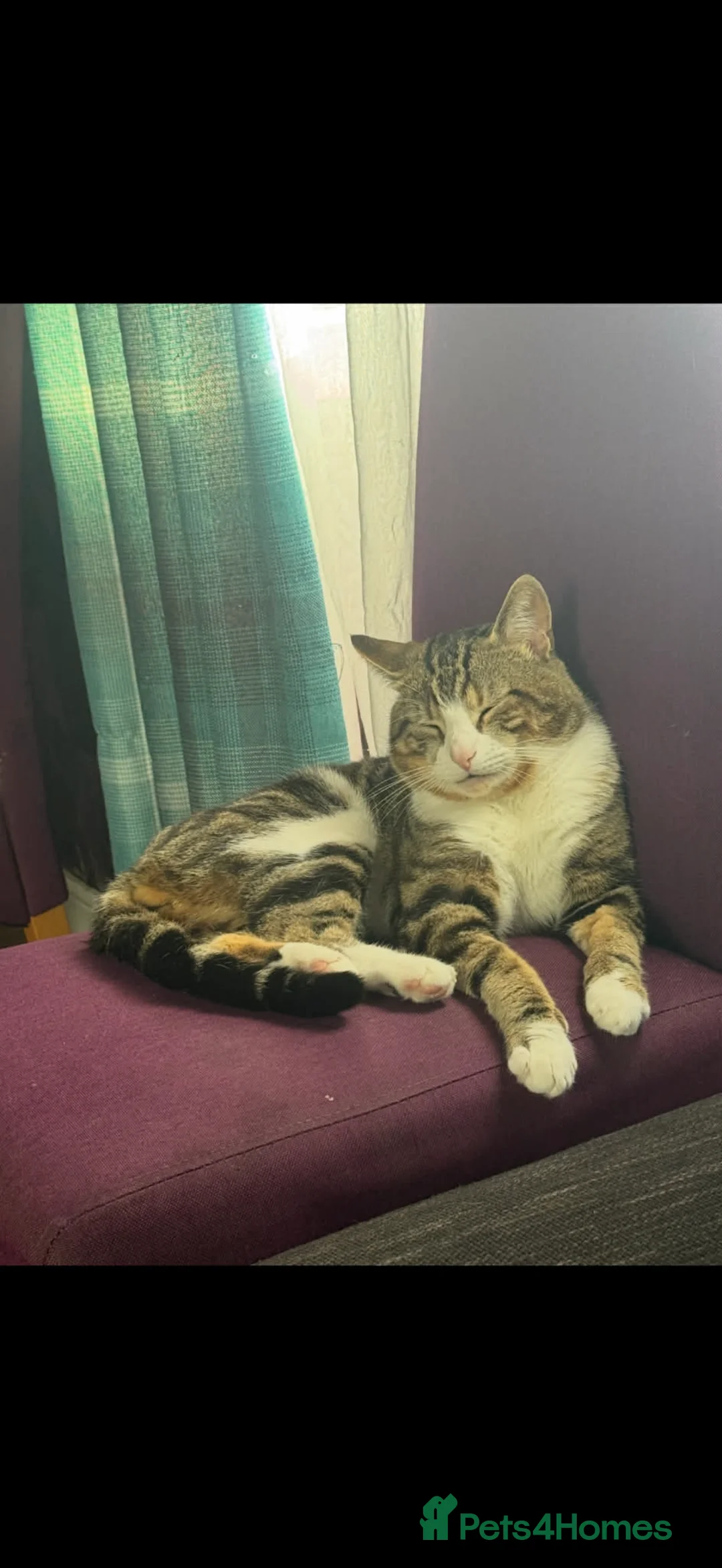 European cats for sale: 3 Gentle Kitten and 1 Old Cat Boy 50£ - Advert 7