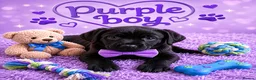 Labrador Retriever dogs for sale: Adorable Litter of Labradors  - Advert 4
