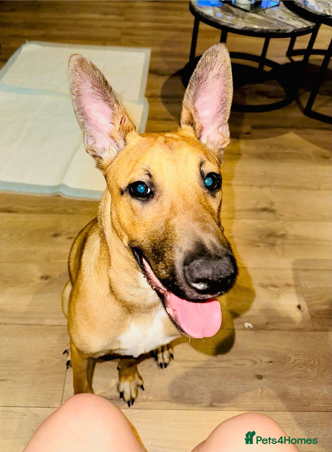Mixed Breed dogs for sale: Belgian Shepherd (Malinois) for Sale - Image 8