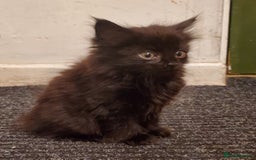 Mixed Breed cats for sale: 4 CUTE KITTENS FOR SALE! - Image 9