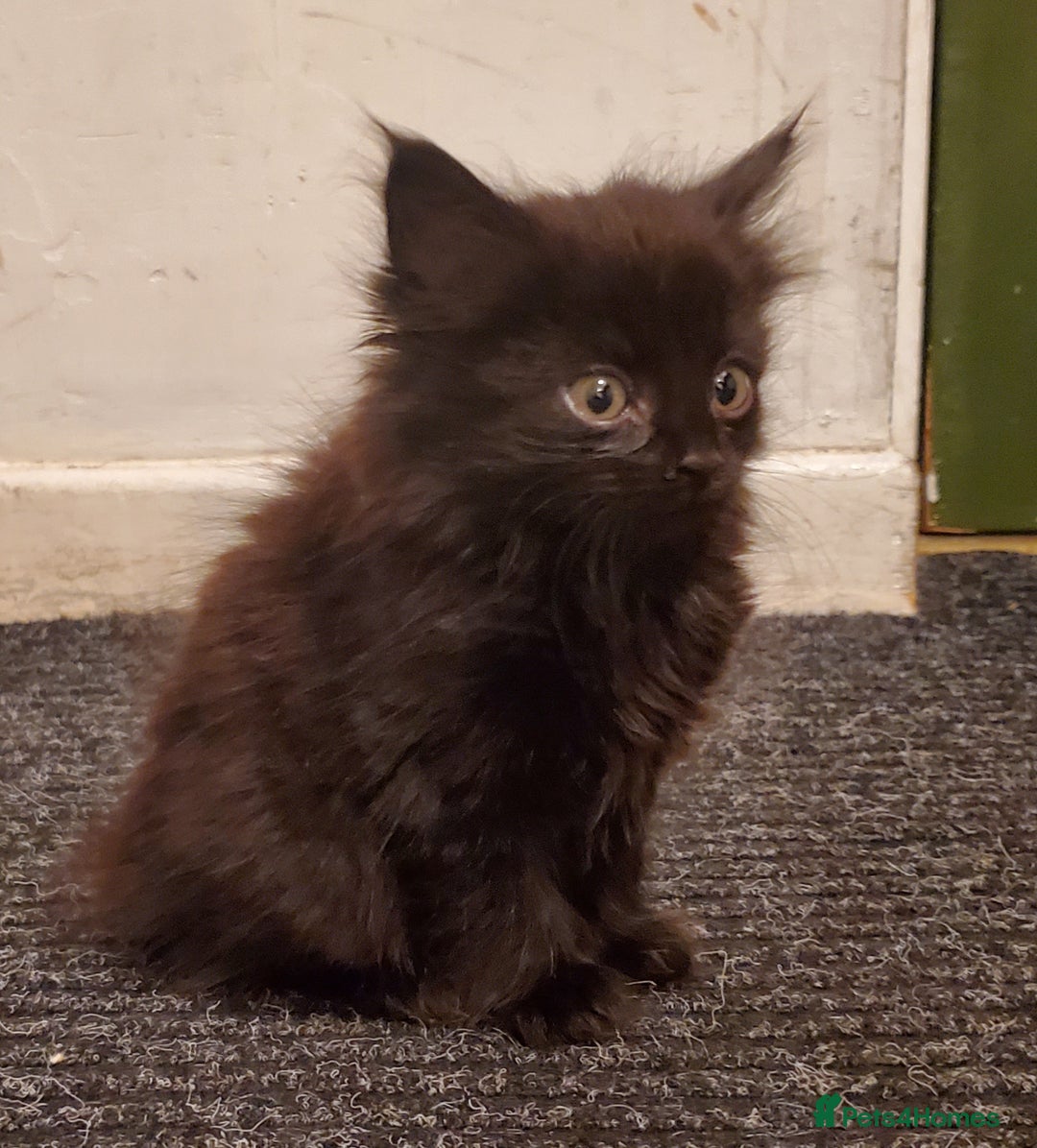 Mixed Breed cats for sale: 4 CUTE KITTENS FOR SALE! - Image 9